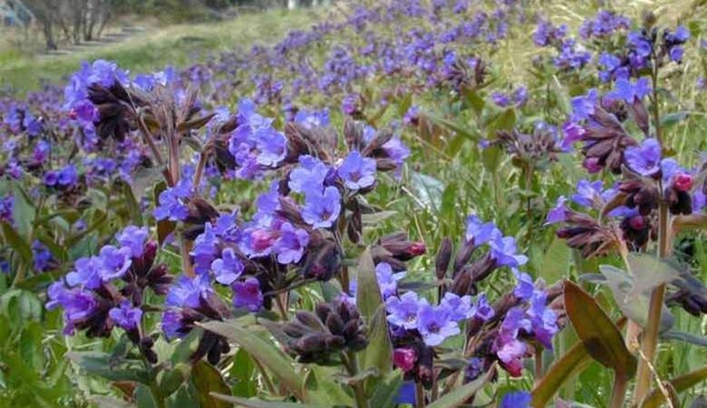 Lungwort để pha chế dịch truyền giúp tăng kích thước dương vật