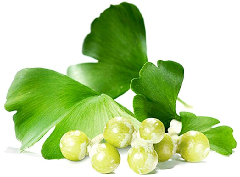 Lá bạch quả cải thiện lưu thông máu trong các mô của dương vật